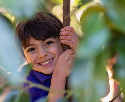 Sebi in tree