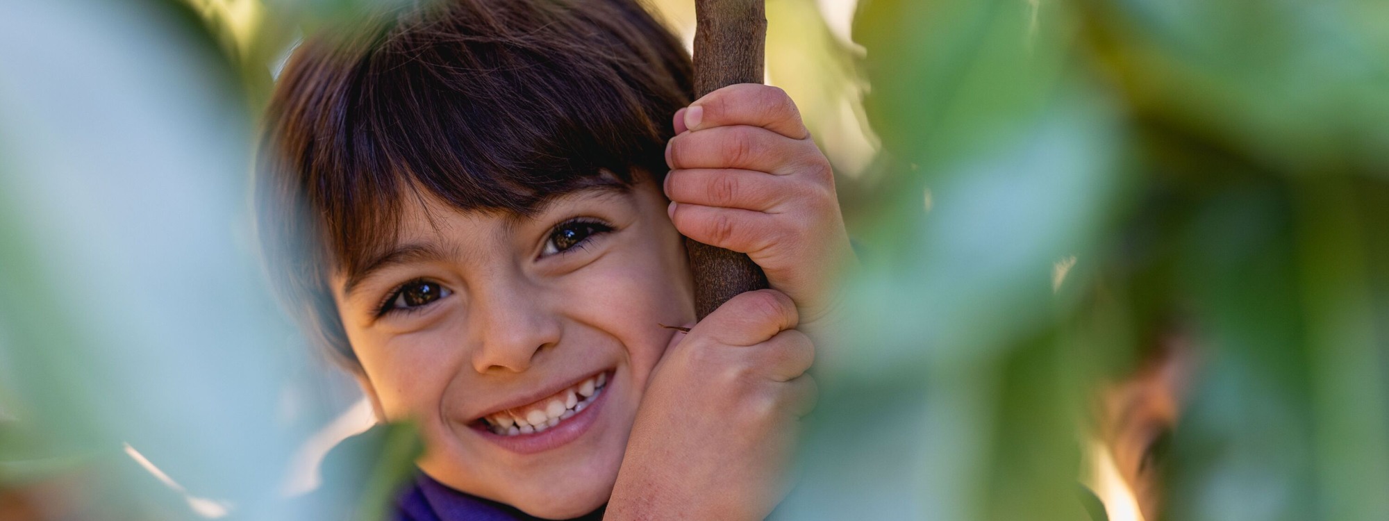 Sebi in tree